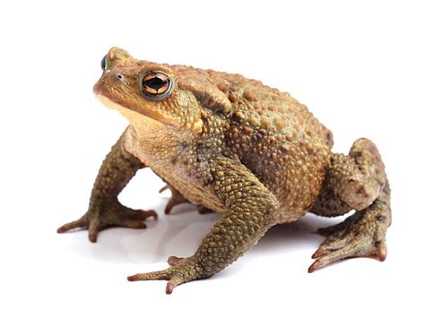 fotos de toad|8,588 Toad Stock Photos & High.